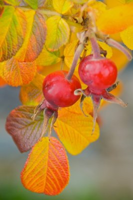 Autumn Berries by georgefm
