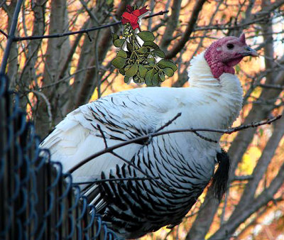 Did someone say Turkey & Mistletoe??