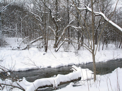 Creekside in Late Winter