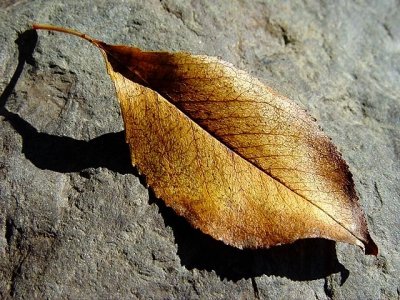 A Simple Leaf <br>Upon<br>A<br>Rock