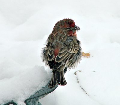 Cold Finch by JolieO