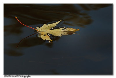 Simply a leaf ...