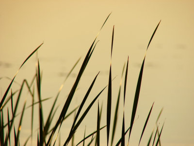 Reeds at Sunset by JolieO