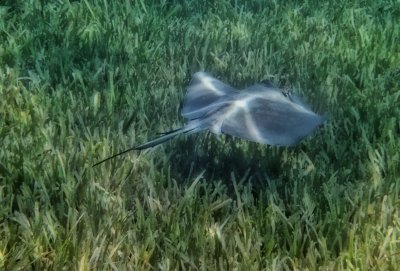 stingray on the lawn