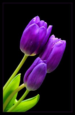 * Trio of Tulips