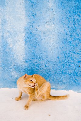 Cat on a blue-white backgroundby Wojtas