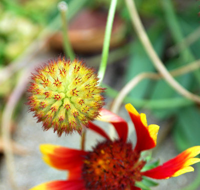 9th Place (tie)Prickly Sphere