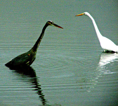 Converging Necks<br>by Ed Lindquist