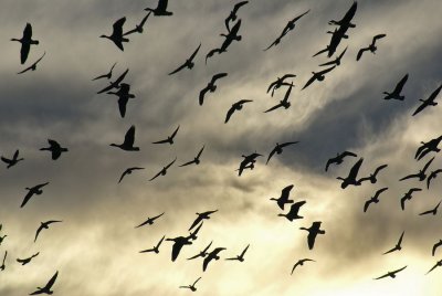 Geese in flight * <br>By Bughunter