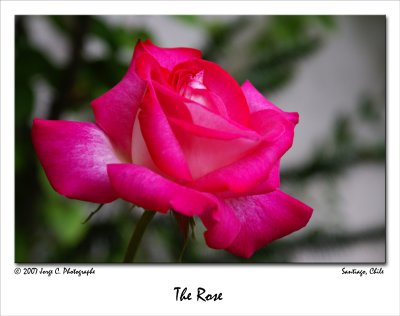 The Rose by Cata