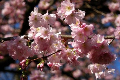 Blossom by geetwee (aka Pink)