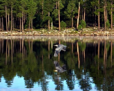 Heron in the Mirror
