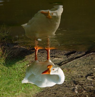 Aussie Goose MxCat