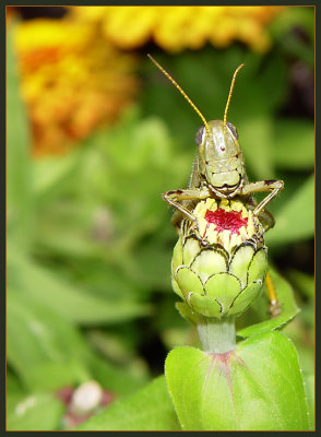 Grasshopper  by Cynthiana Kenison