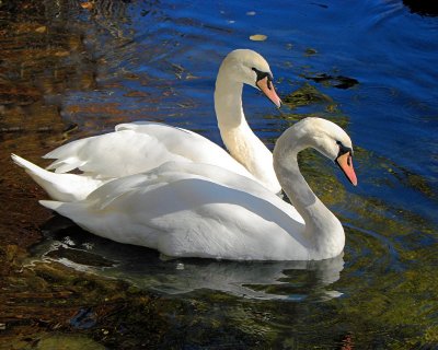 Bowering Park Autumn Swans