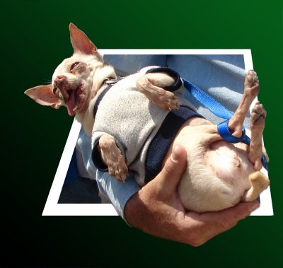 Weird Willy, the wily Wombatby Dale Hardin