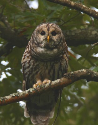 Barred Owl, LBL, KY
