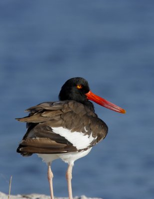 American Oystercatcher, Little Estero Lagoon, Ft. Myers, FL