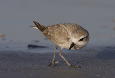 Snowy Plover, Little Estero Lagoon, Ft. Myers, FL