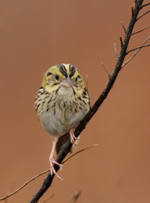 Henslows Sparrow,Peabody WMA, KY