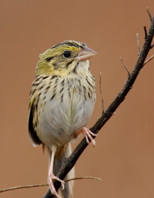 Henslow's Sparrow, Peabody WMA, KY