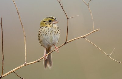 Henslow's Sparrow, Peabody WMA, KY