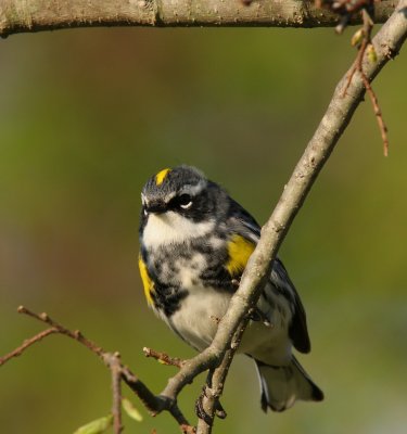 Yellow-rumped Warbler, LBL, KY