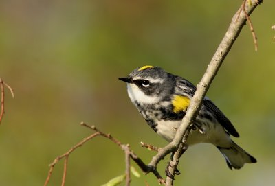 Yellow-rumped Warbler, LBL, KY