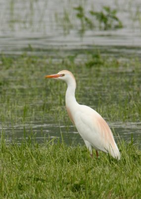Cattle Egret