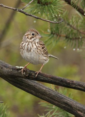 Vesper Sparrow, Mio, Michigan, June 2009