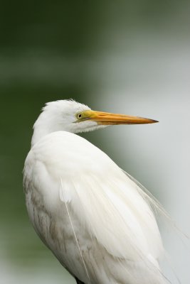 Great Egret, Harbor Island, SC