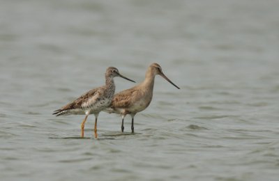 Hudsonian Godwit and Greater Yellowlegs, Mitchell Lake, Ballard Co, KY, September 17 2009