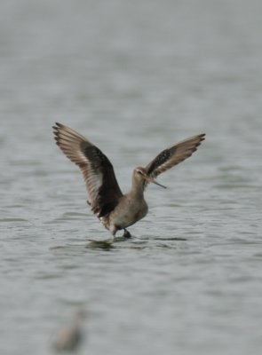 Hudonsian Godwit, Mitchell Lake, Ballard Co, KY, September 17 2009