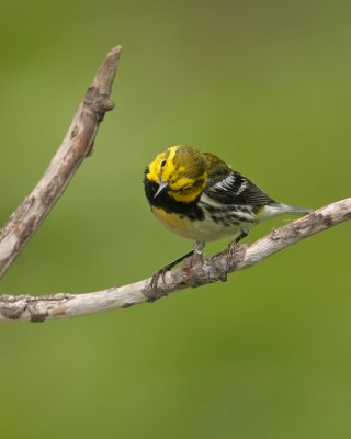 Black-throated Green Warbler, Paradise, MI, June 2010