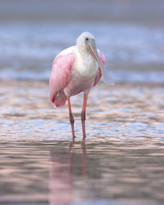 Roseate Spoonbill, Ft. Myers Beach, October 2010.jpg