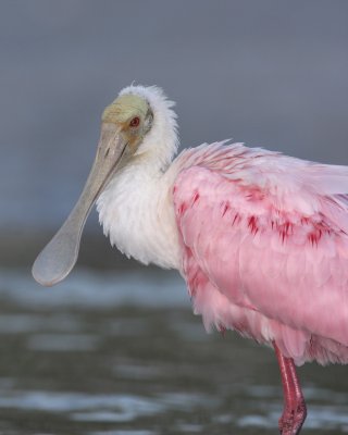 Roseate Spoonbill, Ft. Myers Beach, October 2010.jpg