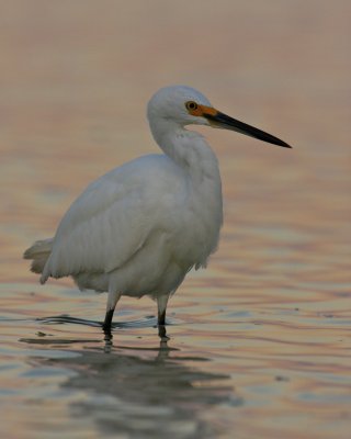 Snowy Egret, Ft. Myers Beach, October 2010.jpg