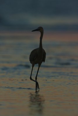 Reddish Egret, Ft. Myers Beach, October 2010.jpg