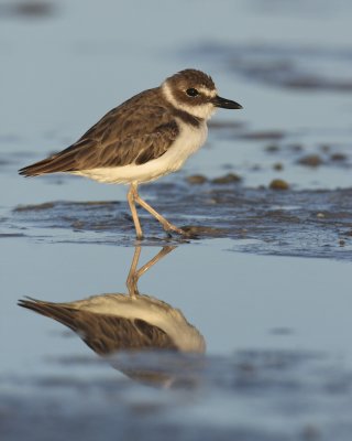 Wilson's Plover, Ft. Myers Beach, October 2010IMG_1154.jpg