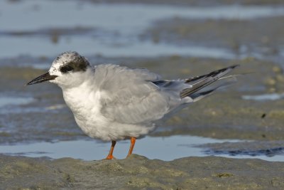 Forster's Tern, Ft. Myers Beach, October 2010.jpg