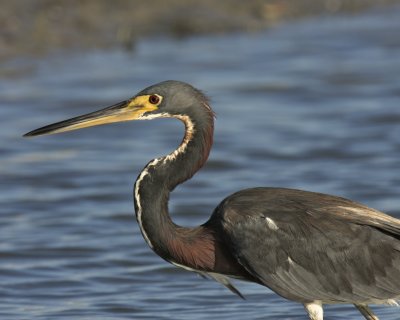 Tri-colored Heron, Ft. Myers Beach, October 2010.jpg