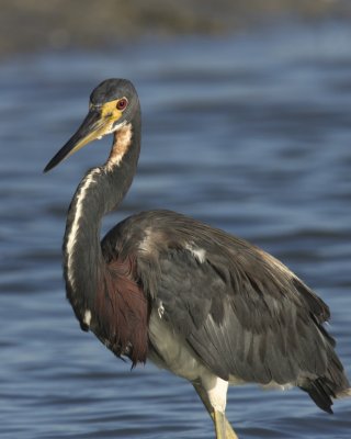 Tri-colored Heron, Ft. Myers Beach, October 2010.jpg