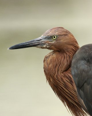Reddish Egret, Ft. Myers Beach, October 2010.jpg