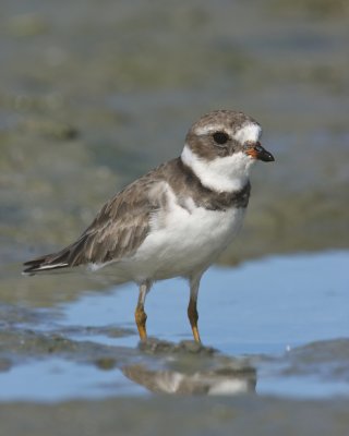 Semipalmated Plover, Ft. Myers Beach, October 2010jpg