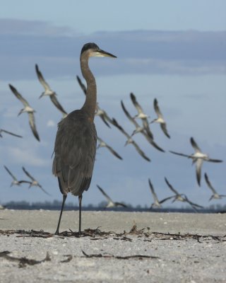 Great Blue heron, Ft. Myers Beach, October 2010.jpg