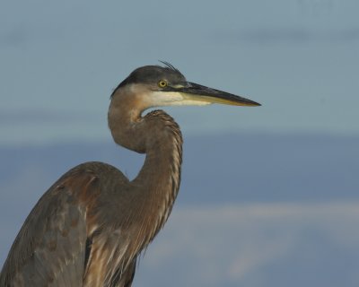 Great Blue heron, Ft. Myers Beach, October 2010.jpg