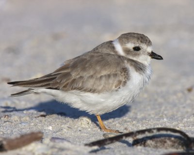 Piping Plover, Ft. Myers Beach, October 2010.jpg