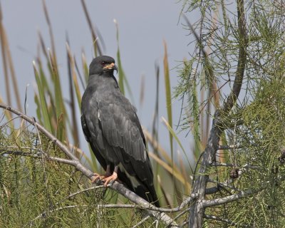 Snail Kite, Everglades, October 2010