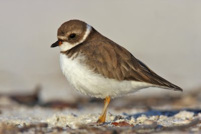 Semipalmated Plover, Ft. Myers Beach, October 2010.jpg