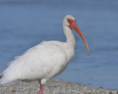 White Ibis, Ft. Myers Beach, October 1010.jpg